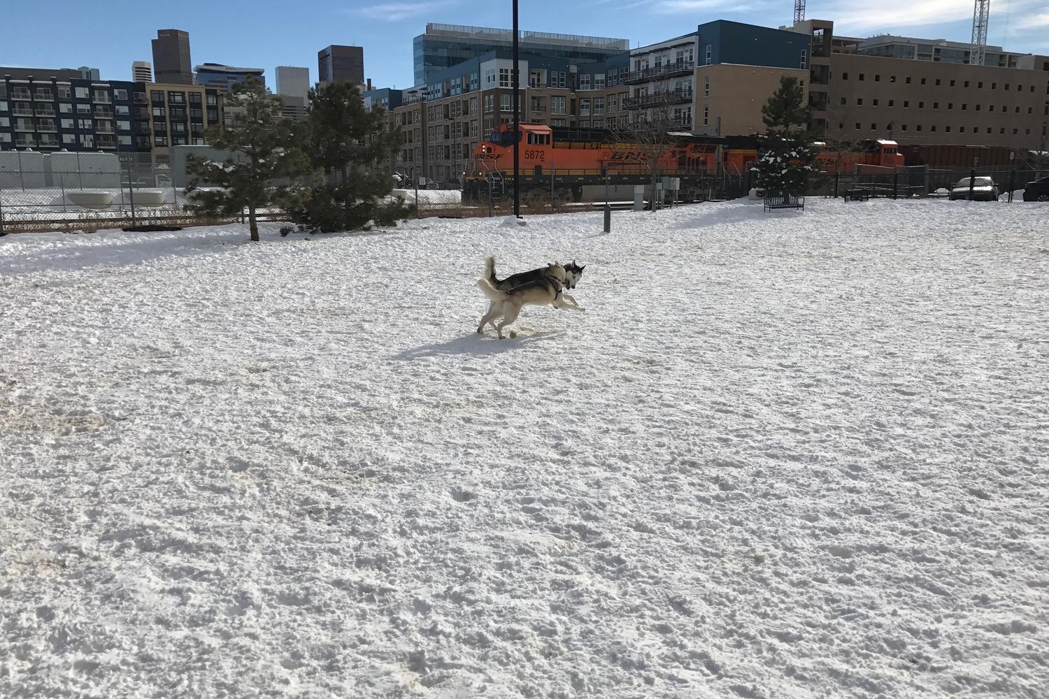 Railyard Dog Park dog park