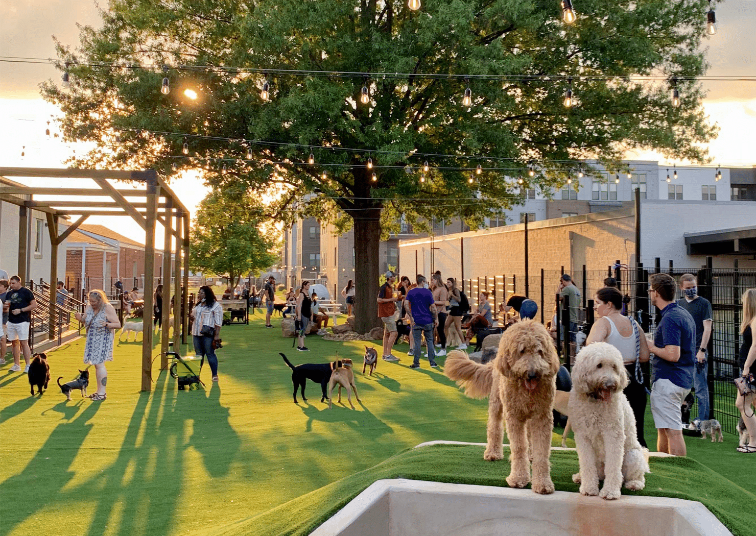 Skiptown Dog Park & Bar dog park